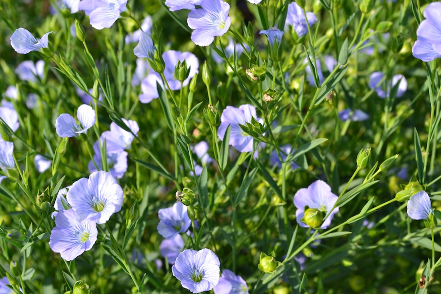 Nice image of flax flowers